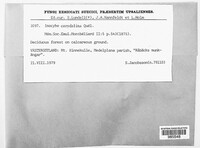 Image of Inocybe corydalina
